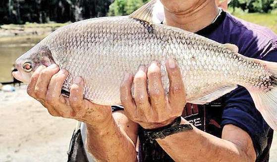 PEIXES REPOVOAMENTO.jpg