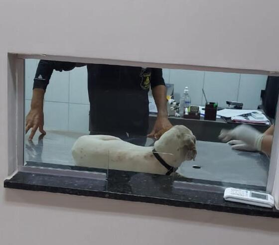ANIMAL.jpg