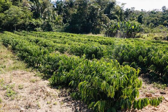 MATO GROSSO E A PRODUÇÃO NACIONAL DE CAFÉ02.jpg
