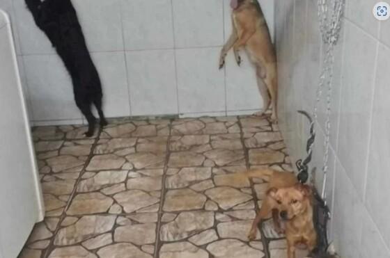 crueldade.jpg