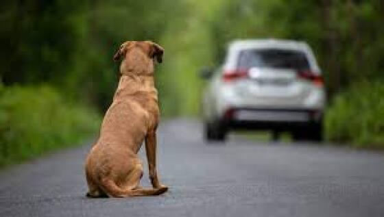 cadela.jpeg