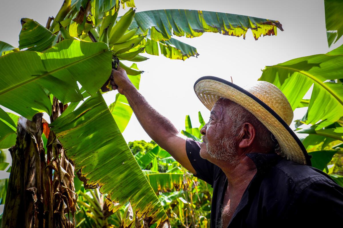 agricultura familiar.jpg