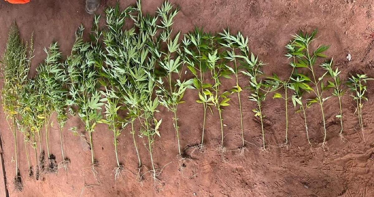 plantação de maconha 1.jpg