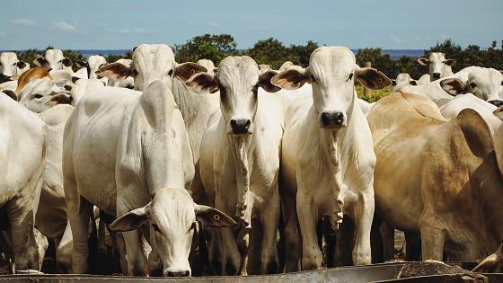 Pecuária de MT lucra com a venda de pênis bovino no mercado asiático 1 BOI.jpeg