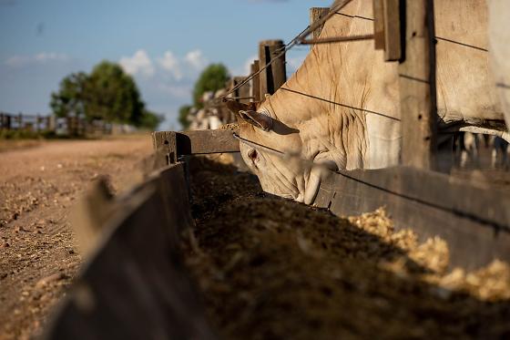Mato Grosso amplia abate de bovinos em 43% desde 2006 1 GADO CONFINAMENTO.jpeg